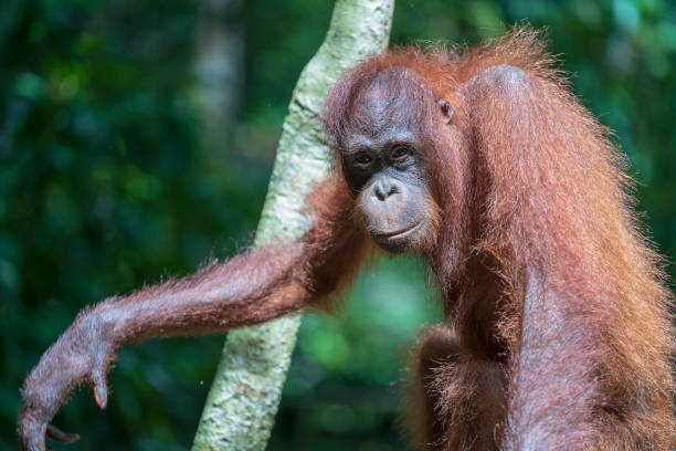 istock Young orangutan hangs on liana in the jungle 1360649219