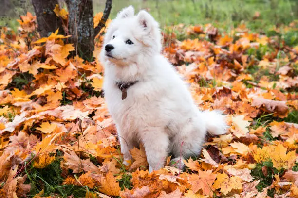 The Samoyed puppy looks questioningly at the owner against the background of autumn leaves. Cute puppy