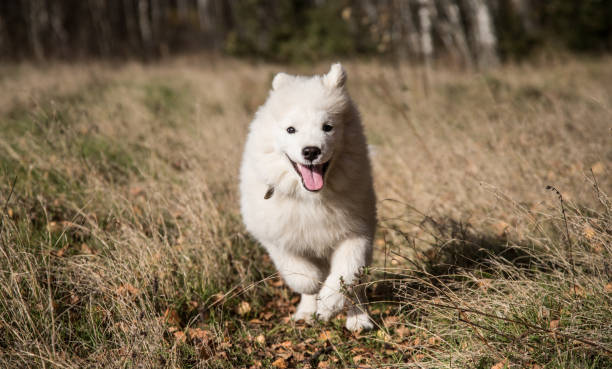 istock A fluffy samoyed puppy joyfully runs to the owner through the autumn forest. 1360649786