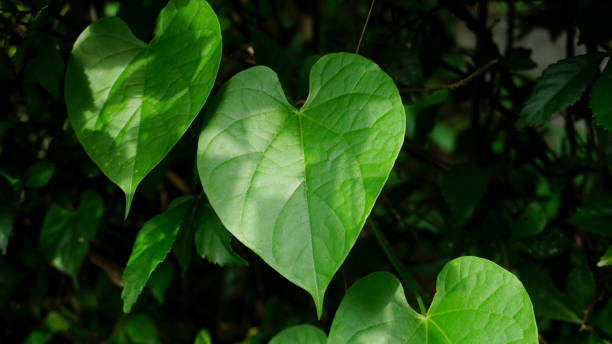 istock tinospora cordifolia 1360650765