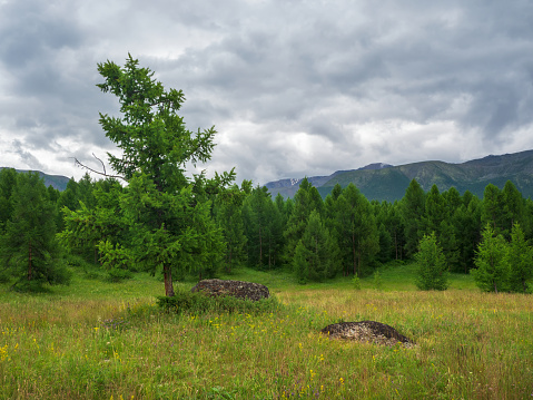 Cedar forest, Siberian taiga green natural background. Nature reserve, green planet concept.