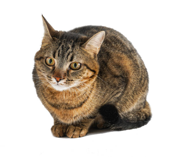 istock The cat is isolated on a white background 1360650941