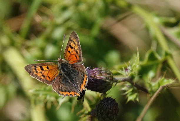 a beautiful selective focus shot of a small copper butterfly perching on a thistle in the sunshine. - small copper butterfly imagens e fotografias de stock