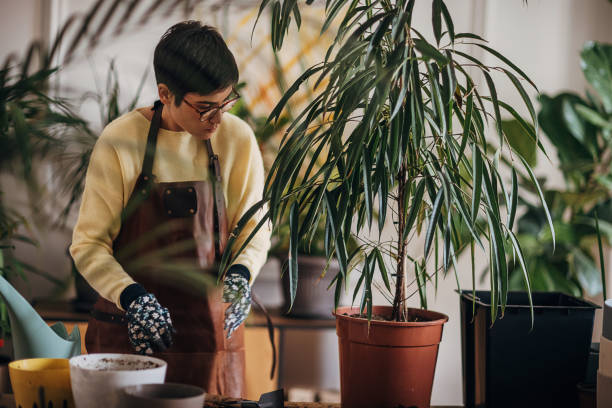 istock Woman plants indoor flowers 1360653092