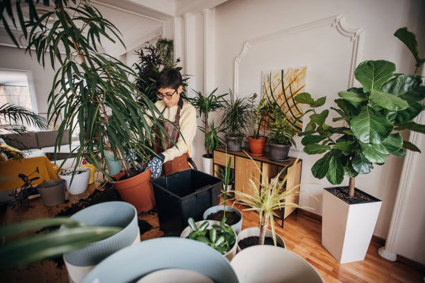 istock Woman plants indoor flowers 1360653856