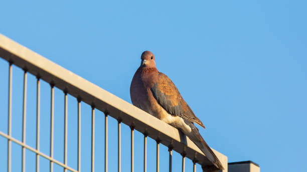 istock Turtledove on a fence at blue sky background 1360653930