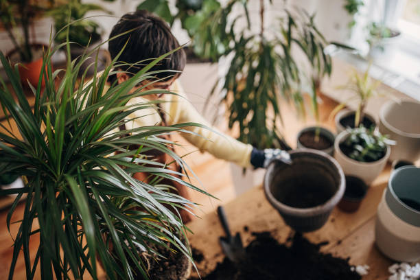 istock Planting home plants indoors 1360655100