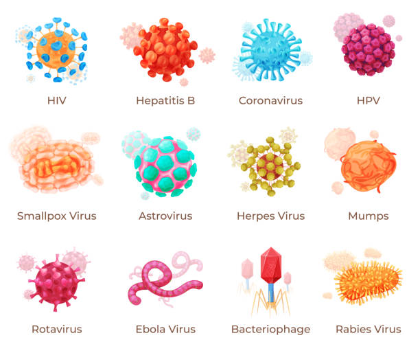 Human viruses with names infographic collection vector. Disease virus cell medical microbiology Human viruses with names infographic collection vector illustration. Disease virus cell medical microbiology studying isolated. Hiv, hepatitis B, coronavirus, hpv, smallpox, astrovirus, herpes, mumps virus stock illustrations