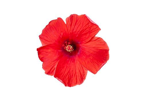 Red hibiscus flower, chinese rose or thailand call chaba isolated on white background included clipping path.