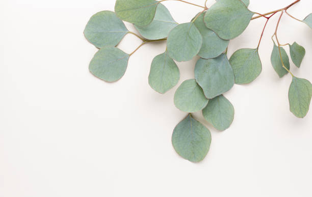 istock Eucalyptus composition. Pattern made of various colorful flowers on white background. Flat lay stiil life. 1360658432