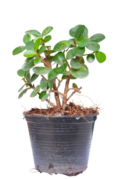 ficus microcarpa in vaso di plastica nera ha polvere sulle foglie isolate su sfondo bianco. - ginseng bonsai tree fig tree banyan tree foto e immagini stock