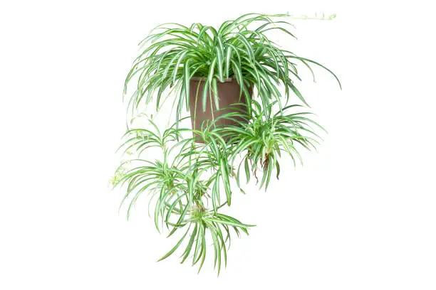 Spider Plant or Chlorophytum bichetii (Karrer) Backer in brown pot isolated on white background included clipping path.