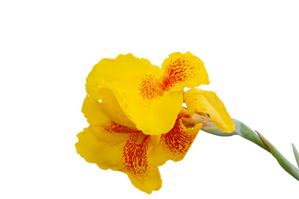 Fresh yellow canna lily flower isolated on white background.