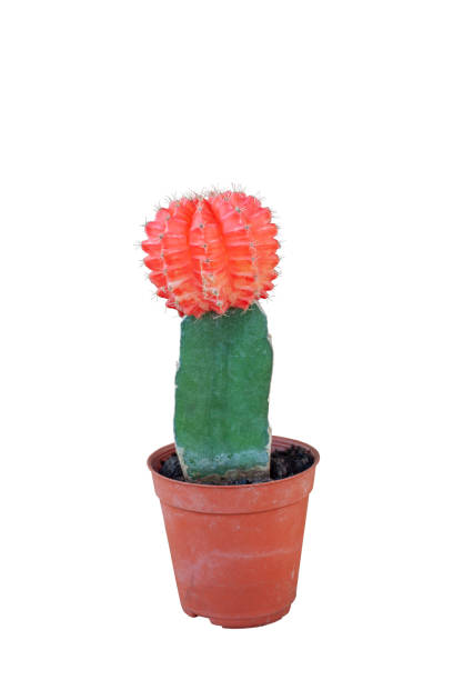 istock Red Cactus in a brown plastic pot isolated on white background included clipping path. 1360659307