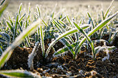 Frozen crops of wheat