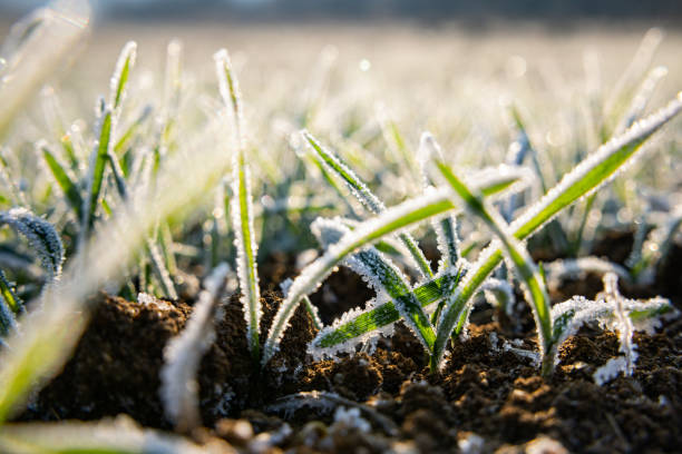istock Frozen crops of wheat 1360661328