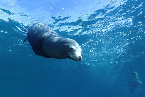 California sea lion (Zalophus californianus) near the island of Los Islotes in the sea of Cortez (Mexico)