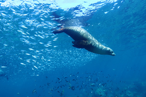 California sea lion (Zalophus californianus) near the island of Los Islotes in the sea of Cortez (Mexico)