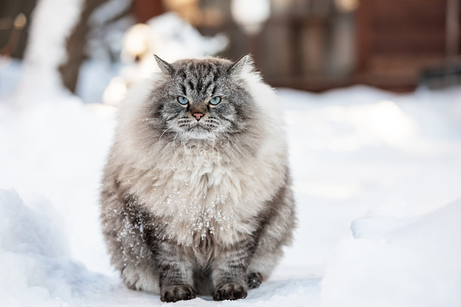 Neva Masquerade colorpoint Siberian cat outdoor