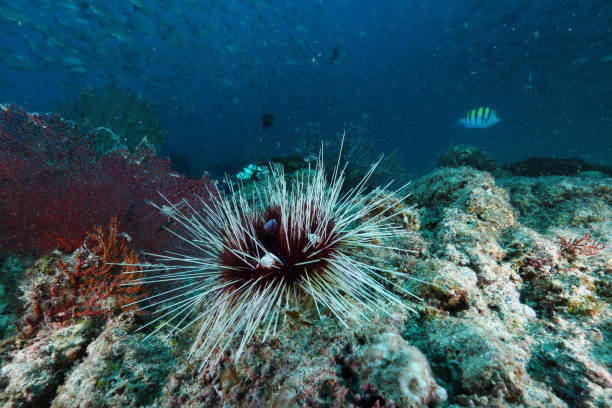 Diadem sea urchin stock photo
