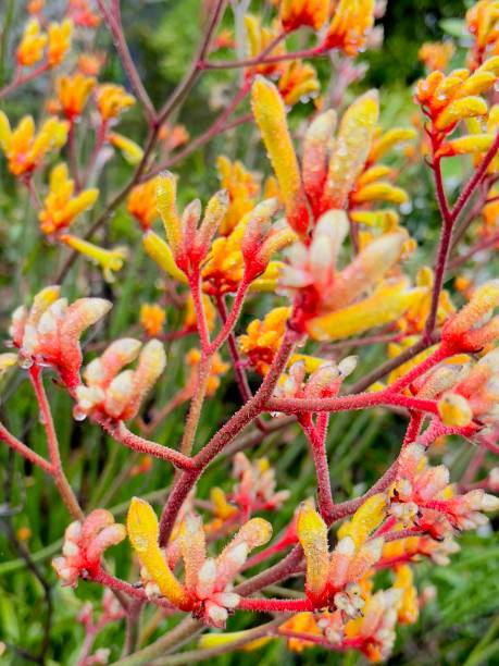 istock White, Red and Yellow Flowering Kangaroo Paw 1360664588