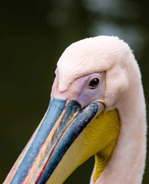 istock pelican in very close-up 1360665321