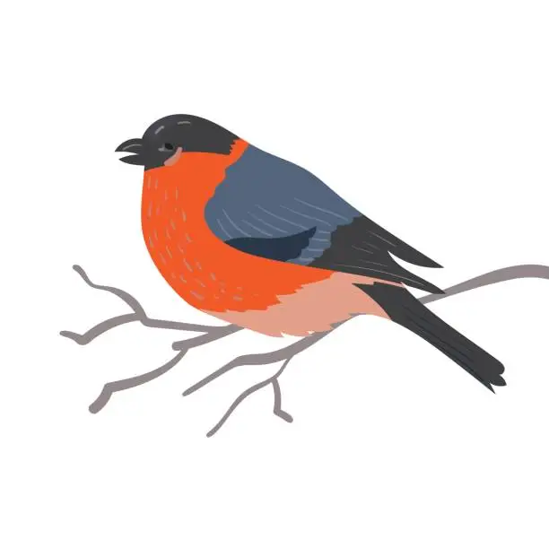 Vector illustration of Bullfinch isolated on white background. Vector illustration of songbirds in a flat style.