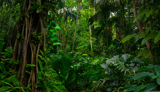 Tropical rain forest in august