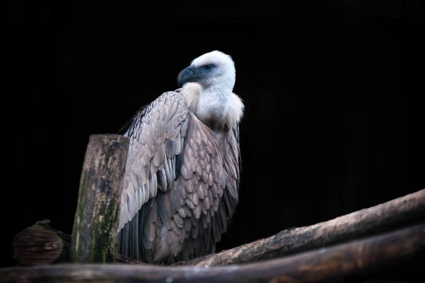 istock vulture sitting on a branch close-up 1360665795