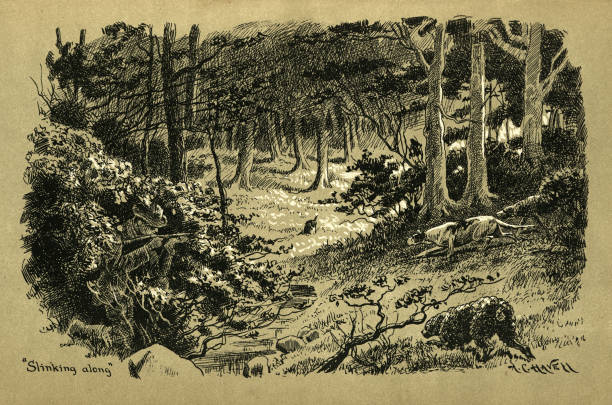 Vintage illustration Hunter or poacher hiding in a bush, hunting dogs stalking prey, Victorian 19th Century. From, Poachers versus keepers, Victorian 1890s, 19th Century