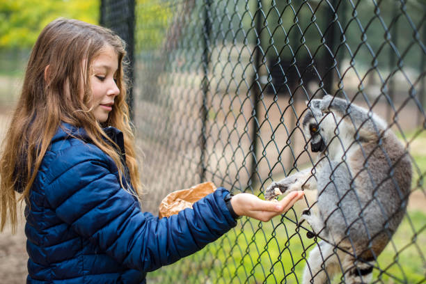 giovane ragazza in uno zoo che nutre un lemure catta - petting zoo foto e immagini stock