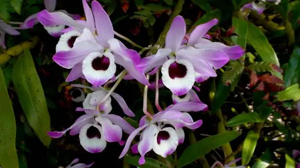 botanical plantae family Orchidaceae plant orchid flower - doll's eye - dendrobium nobile