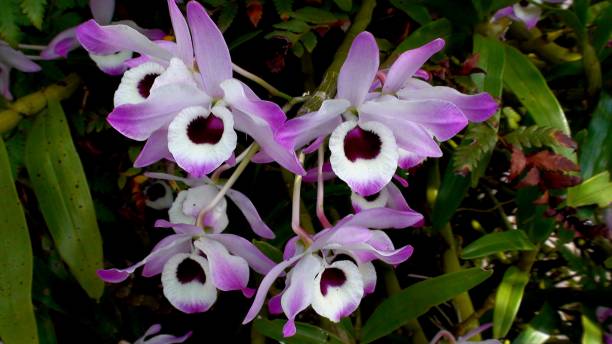 цветочное растение орхидея - кукольный глаз - dendrobium nobile - dendrobium стоковые фото и изображения