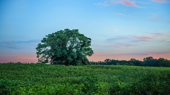 A tree stands out against a green field and pastel sunset in Thompson Park in New Jersey.