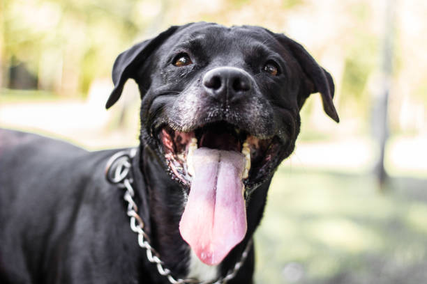 istock Pitbull dog portrait winking and smiling 1360670231
