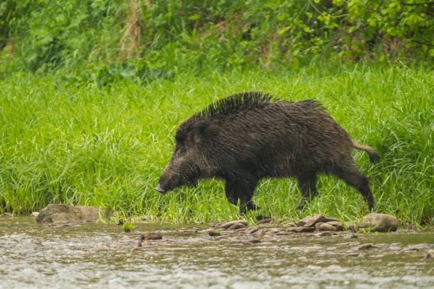 istock Wild Boar (Sus scrofa). Bieszczady Mountains, the Carpathians, Poland. 1360670242