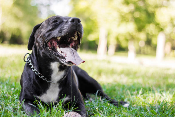 istock Pitbull dog portrait winking and smiling 1360670243