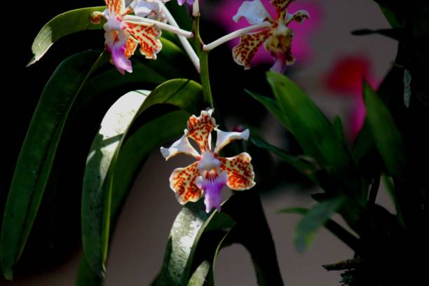 istock flower plant orchid - orchidaceae 1360670351