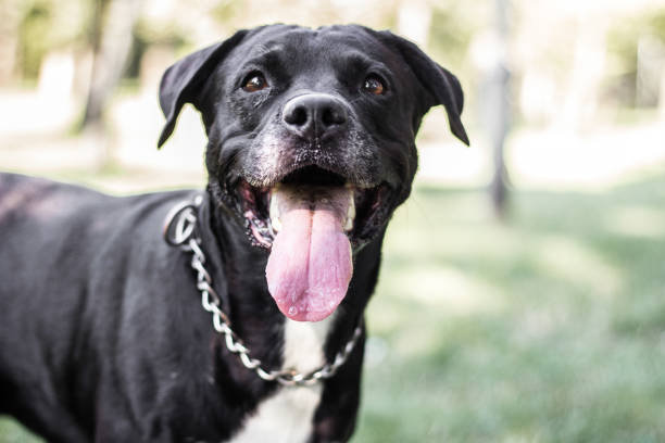 istock Pitbull dog portrait winking and smiling 1360671093