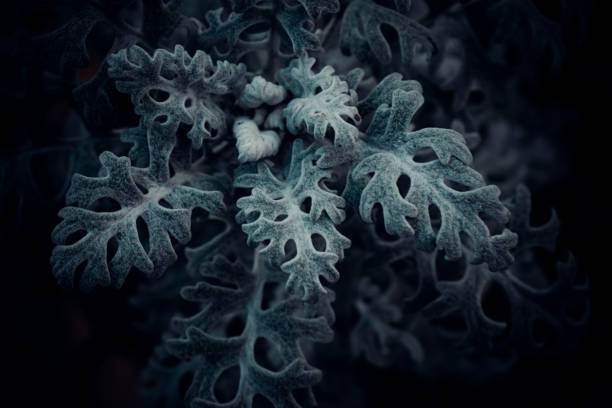 istock Winter decoration plant 1360671096