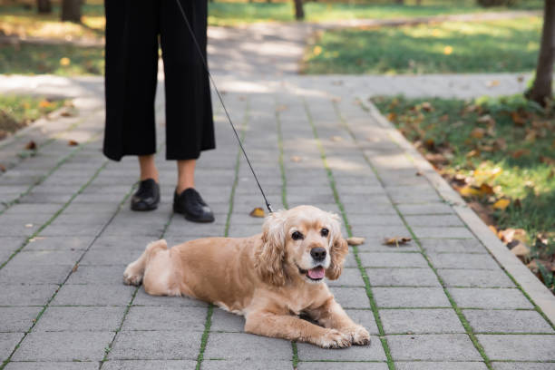 istock a brown cocker spaniel on a leash lies in the park 1360673125
