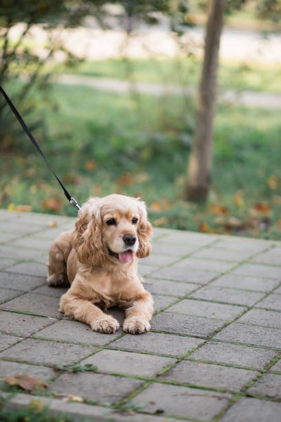 istock a brown cocker spaniel on a leash lies in the park 1360673130