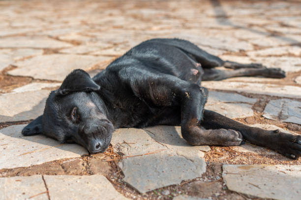 istock Dog sleeping on the street 1360674263
