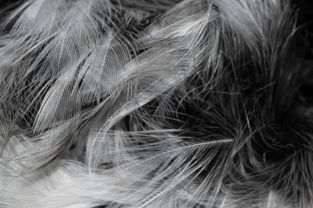 istock black and white feathers with visible details. background or textura 1360675365