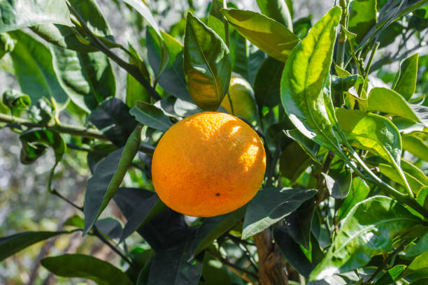 istock Tangerine orange ripe, grows on tree among green leaves. 1360678652