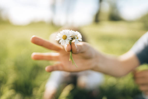 istock Close up of woman's hand while holding daisies in nature 1360679768