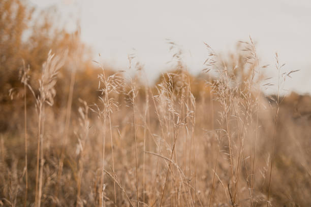 istock Gold sun dry grass field with diffused background 1360679858