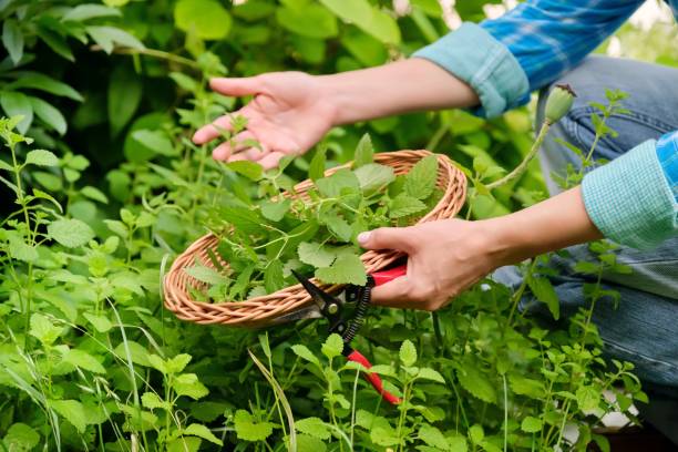 istock Hands with garden shears and wicker plate with aromatic fresh Lemon balm mint Melissa officinalis herbs 1360680067
