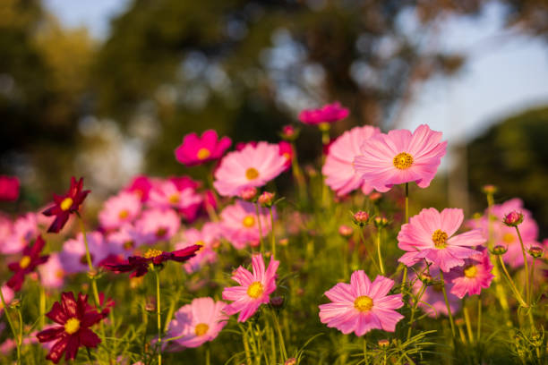 istock A low angle view of pink and white backlit cosmos blooming beautifully. 1360680167