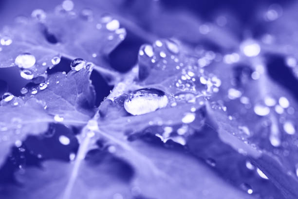 Purple Very Peri  leaf of celandine with drops of rain. Close up stock photo
